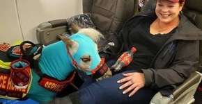 Americana viaja com pônei na primeira classe e fotos viralizam