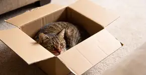 Foto: (Imagem sem texto alternativo disponivel ID [2699267])