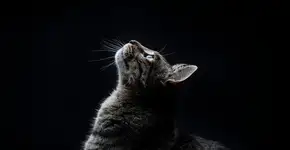 O ritual silencioso que seu gato faz à noite e que pode estar protegendo sua casa