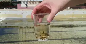 Rio de Janeiro usa peixe no combate à dengue