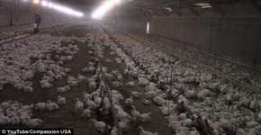 Foto: (Imagem sem texto alternativo disponivel ID [1070418])