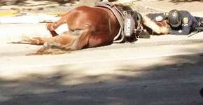 Foto: (Imagem sem texto alternativo disponivel ID [1894896])