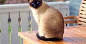 Não é para afiar as unhas: o que significa quando seu gato arranha os móveis