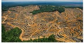 Greenpeace reforça pedido contra desmatamento da Amazônia