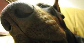 Foto: (Imagem sem texto alternativo disponivel ID [1611077])