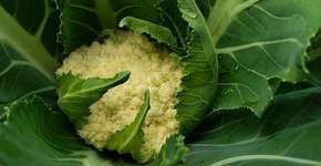 Foto: (Maryjanesattic/Pixabay)