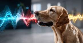 O que seu cão ouve quando você fala com ele