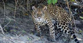 Número de onças-pintadas no Parque Nacional do Iguaçu aumenta 70%
