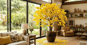 A árvore que solta um tapete de ouro é uma das mais belas do mundo e pode ser cultivada como uma planta de interior