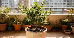 Foto: (Imagem sem texto alternativo disponivel ID [2719705])