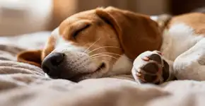 Foto: (Imagem sem texto alternativo disponivel ID [2670520])