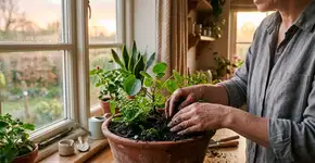 Pessoas que cuidam de plantas ao amanhecer tem essas 5 características positívas, segundo a psicologia