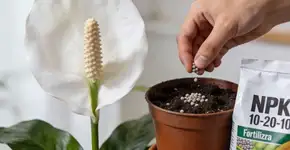 Foto: (Imagem sem texto alternativo disponivel ID [2678748])