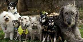 Homem dedica a vida a cuidar de cães idosos