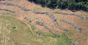 Desmatamento na Amazônia em julho cresceu 278% em relação a 2018