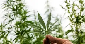 Foto: (Nastasic/istock)