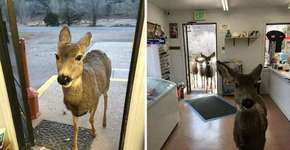 Foto: (Imagem sem texto alternativo disponivel ID [1894322])