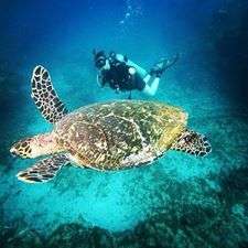 Fernando de Noronha, PE/Foto:Viviane Kosak 