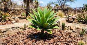 Como manter seu jardim verde mesmo em tempos de seca