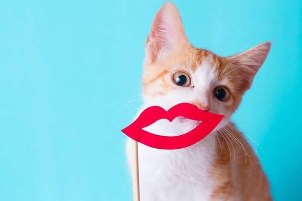 Os gatinhos resgatados pela Catland