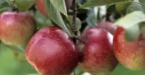 Foto: (iStock/TinaFields)