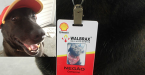 Negão, o cãozinho abandonado que virou funcionário do mês