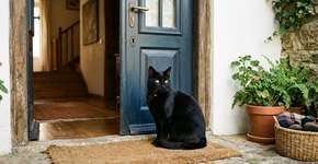 O gato preto não é sinal de azar, muito pelo contrario porque tratar com carinho os animais ajuda a limpar o ambiente