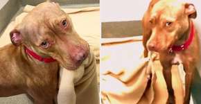 Pit bull arruma sua cama no abrigo em dias de visita de adotantes