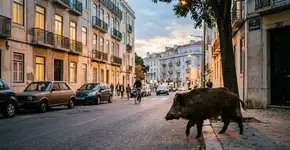 Ver um javali selvagem perto de um parquinho ou atravessar uma ciclovia pode parecer uma visita isolada da floresta, mas a genética nos conta uma história bem mais estranha: em Berlim e Barcelona, já existem populações urbanas que claramente diferem de suas contrapartes rurais, e isso muda completamente a forma como as cidades deveriam agir