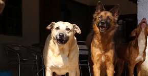 ONG pede ajuda para construir novo abrigo para 400 animais