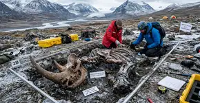 Um “rinoceronte polar” de 23 milhões de anos foi descoberto no extremo norte do Canadá, e a descoberta está reescrevendo suas rotas migratórias