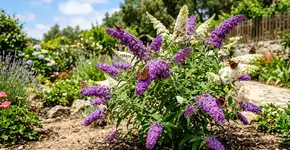 A planta que não precisa de água, ama o calor e transforma o jardim num oásis de borboletas
