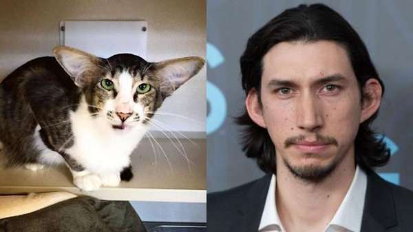 Adam Driver