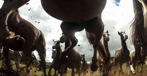 Foto: (Imagem sem texto alternativo disponivel ID [417285])