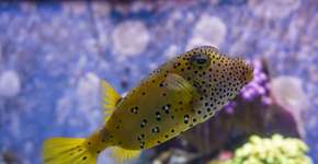 5 criaturas do mar que podem acabar com sua vida em um instante