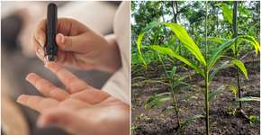 A raiz dessa planta pode reduzir os níveis de açúcar no sangue em 35%