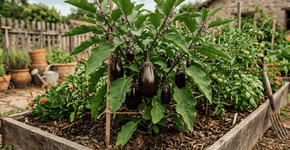 Foto: (Imagem sem texto alternativo disponivel ID [2765162])