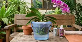 Por que na Tailândia eles sempre mergulham a orquídea no balde antes de colocar no vaso definitivo