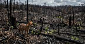 A caça permitida nas montanhas gera crescente rejeição científica e legal