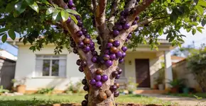 Foto: (Imagem sem texto alternativo disponivel ID [2693913])