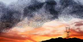 Veja o ballet dos pássaros em fotos e vídeo