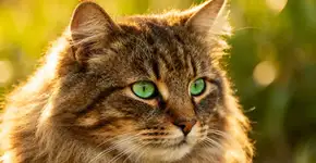 Gato siberiano é a raça ideal para quem tem alergia