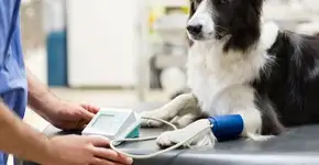 Pressão alta em animais: 6 sinais de alerta da doença