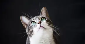 Foto: (Ciana Imagens/istock)