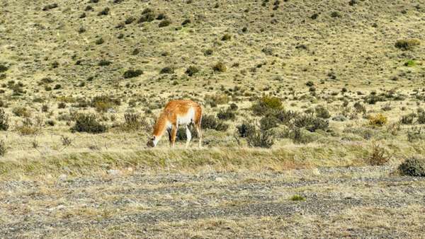 Paisagens e momentos do Puma Tour, passeio especializado para ver puma em Torres del Paine