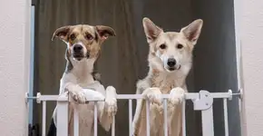 Foto: (Imagem sem texto alternativo disponivel ID [2612573])