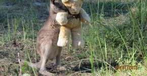 Canguru órfão abraça brinquedo para superar a perda da mãe