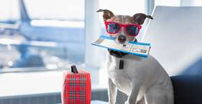 Azul oferece snacks grátis para pets em voos no Brasil