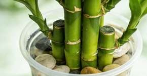 Foto: (Imagem sem texto alternativo disponivel ID [2676077])