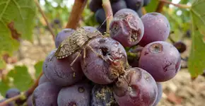 Percevejo marrom asiático ataca mais de 170 plantas e não tem predador natural no Brasil